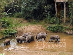 野生の象 少数民族 を巡る 西双版納 シーサンパンナ