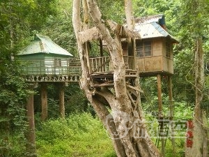 野生の象 少数民族 を巡る 西双版納 シーサンパンナ