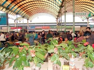 野生の象 少数民族 を巡る 西双版納 シーサンパンナ