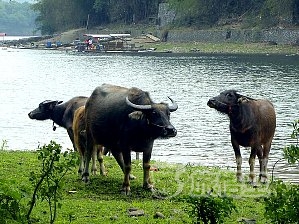 桂林 漓江 下り ＆ 陽朔 1日 ツアー