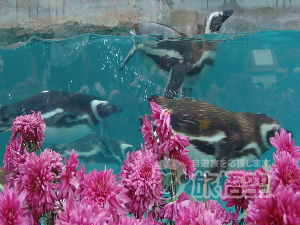 深圳野生動物園 深圳