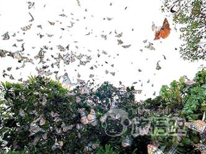 胡蝶谷 海南島
