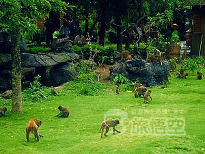 南湾猿島 海南島