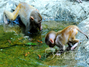 南湾猿島 海南島