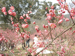 梅園 無錫